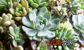 多肉植物如何种植方法 如何养殖多肉植物