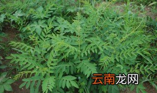 苦参种植方法 苦参什么时间种最合适