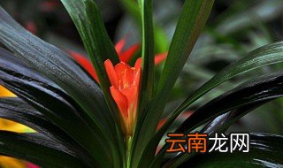 君子兰施肥用鸡蛋快速生长的办法？注意事项是什么？