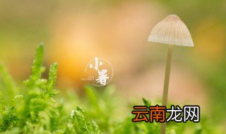 关于小暑的谚语 关于小暑的句子