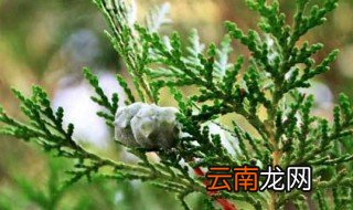 柏树扦插种植方法 柏树扦插时间与方法