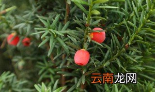 红豆杉的扦插方法 红豆杉怎么扦插