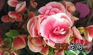 丽格海棠扦插方法 丽格海棠怎么扦插