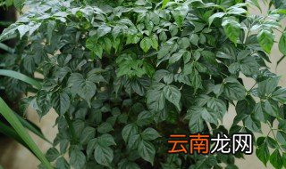 幸福树扦插方法 幸福树怎么扦插