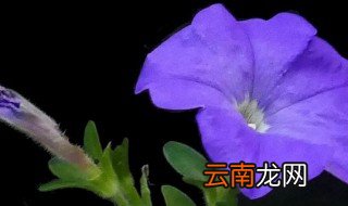 矮牵牛水扦插方法 矮牵牛水插方法步骤