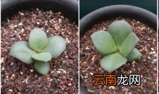 玉树叶子扦插方法 玉树叶子怎么扦插