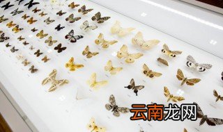 关于蝴蝶的资料介绍 关于蝴蝶的相关知识