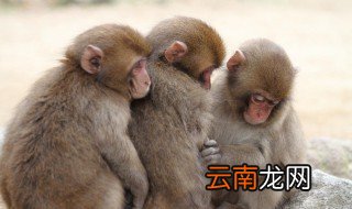 关于猴子的资料 关于猴子的相关知识