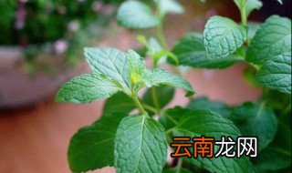盆栽薄荷的养殖方法和注意事项 盆栽薄荷的养殖方法和注意事项简单介绍
