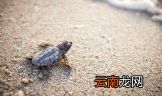 乌龟的资料 乌龟的简介