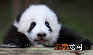 大熊猫的食物 大熊猫的相关知识