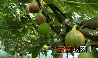 无花果种植时间和方法 无花果种植时间和方法简单介绍