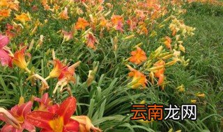 萱怎么读 萱字详解