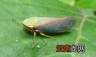 蝉怎么读 蝉字解释