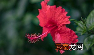 朱瑾花的养殖方法和注意事项 朱瑾花的寓意