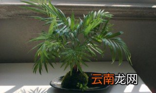 北方凤尾竹的养殖方法 凤尾竹养殖的注意事项