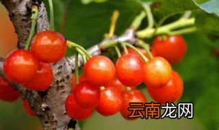 六旺果的功效与作用 六旺果的简介