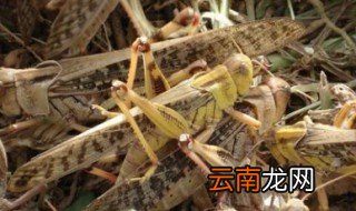 蝗虫养殖方法 蝗虫对食物的喜恶与天敌