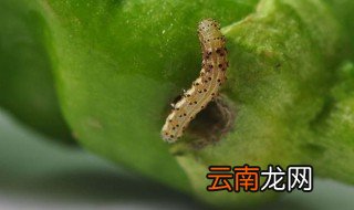 黄豆虫怎么养殖方法 养殖黄豆虫怎么方法