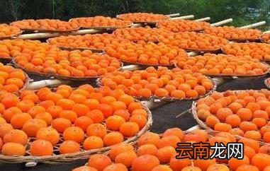 月柿的功效与作用 吃月柿的好处