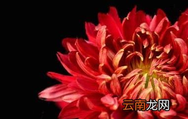 红菊花茶的功效与作用及药用价值