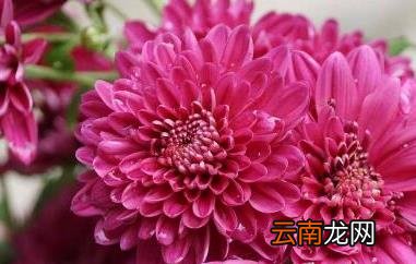 红菊花茶的功效与作用及药用价值