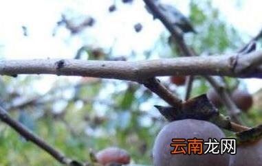 小柿子软枣的功效与作用