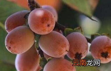 小柿子软枣的功效与作用