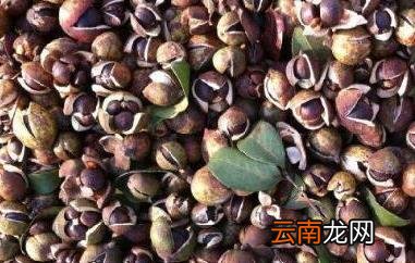 绿茶籽如何种植 绿茶籽的种植方法