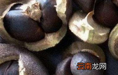 绿茶籽如何种植 绿茶籽的种植方法
