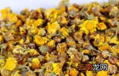 野菊花茶的功效与作用 野菊花茶的冲泡方法