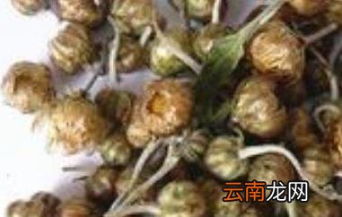 玲珑怀菊的功效与作用