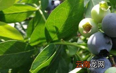 蓝梅叶子泡茶有什么功效与作用