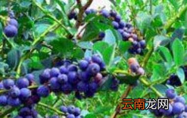 蓝梅叶子泡茶有什么功效与作用