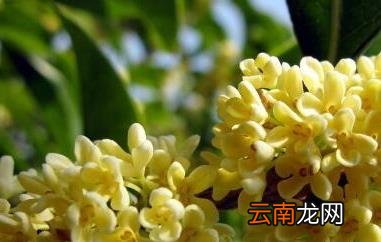 鲜桂花能直接泡水喝吗 鲜桂花怎么处理才能泡水喝