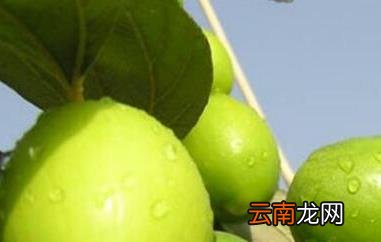 台湾冬枣的营养功效与作用