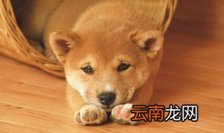 狗打嗝怎么回事 引起狗打嗝的原因有哪些