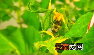 番茄授粉蜜蜂好还是沾花好 好在什么地方