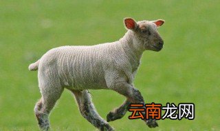羊下羊羔羊羔站不起来是什么情况 小羊站不起来了是怎么回事