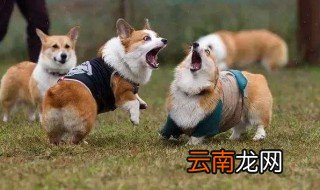 柯基犬有几种样子 别以为只有一种