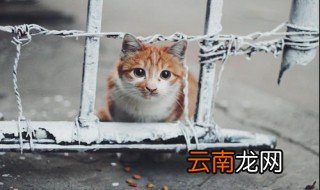 适合公猫的名字 给公猫起名有哪些霸气的名字