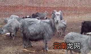 什么品种的羊适合圈养 最好适合圈养的羊品种是它?