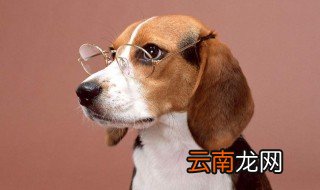 女生适合养什么狗 女孩子喜欢养的几个狗狗品种