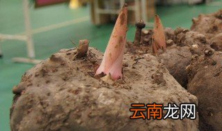 楚雄大过口魔芋种植海拨高度 大过口适合种魔芋吗