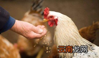 养鸡小米妙招 快来看看吧