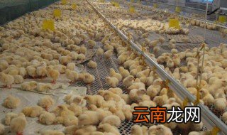 新手养鸡过程 快来看看吧