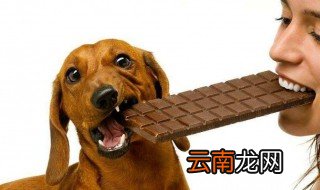 狗为什么不能送人 不要把狗狗送人的4点原因