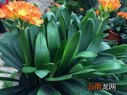 君子兰怎么看年龄