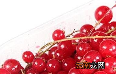红醋栗的功效与作用
