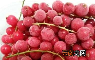 红醋栗的功效与作用